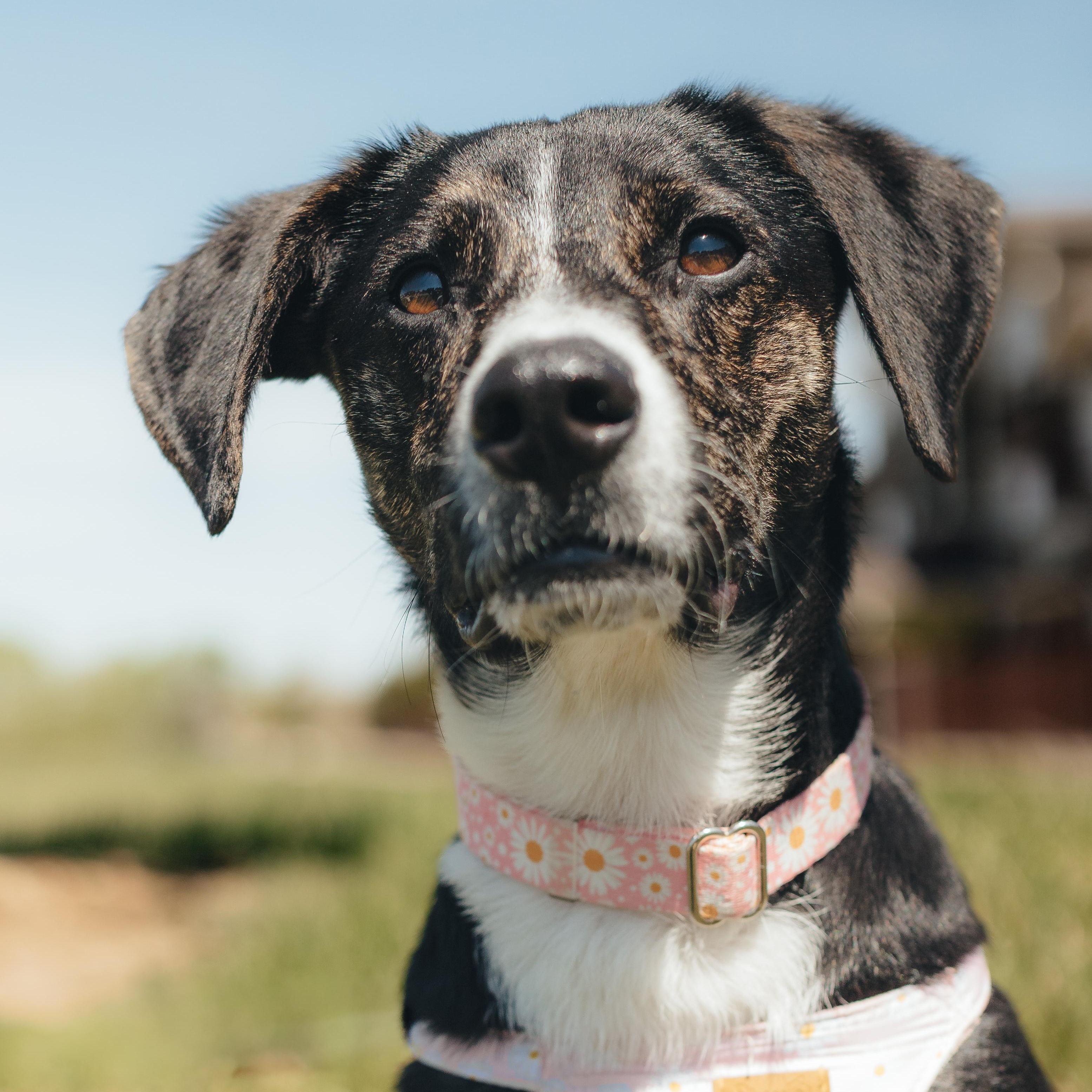 Daisy Duke, ADOPTABLE, Adult Female Cattle Dog & Australian Shepherd.