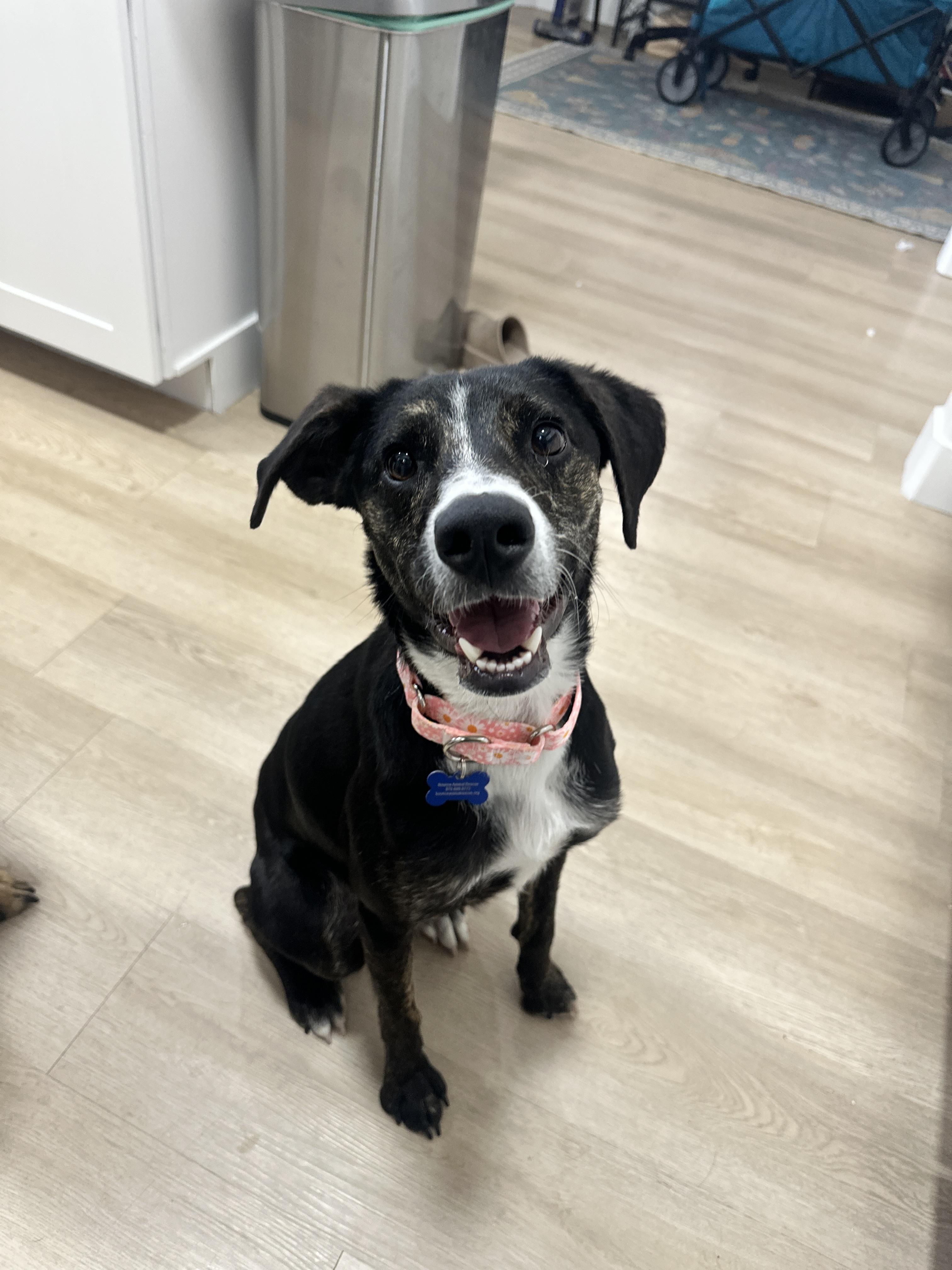 Enlarge Daisy Duke, a ADOPTABLE mixed breed in Fort Collins, CO image 5/6