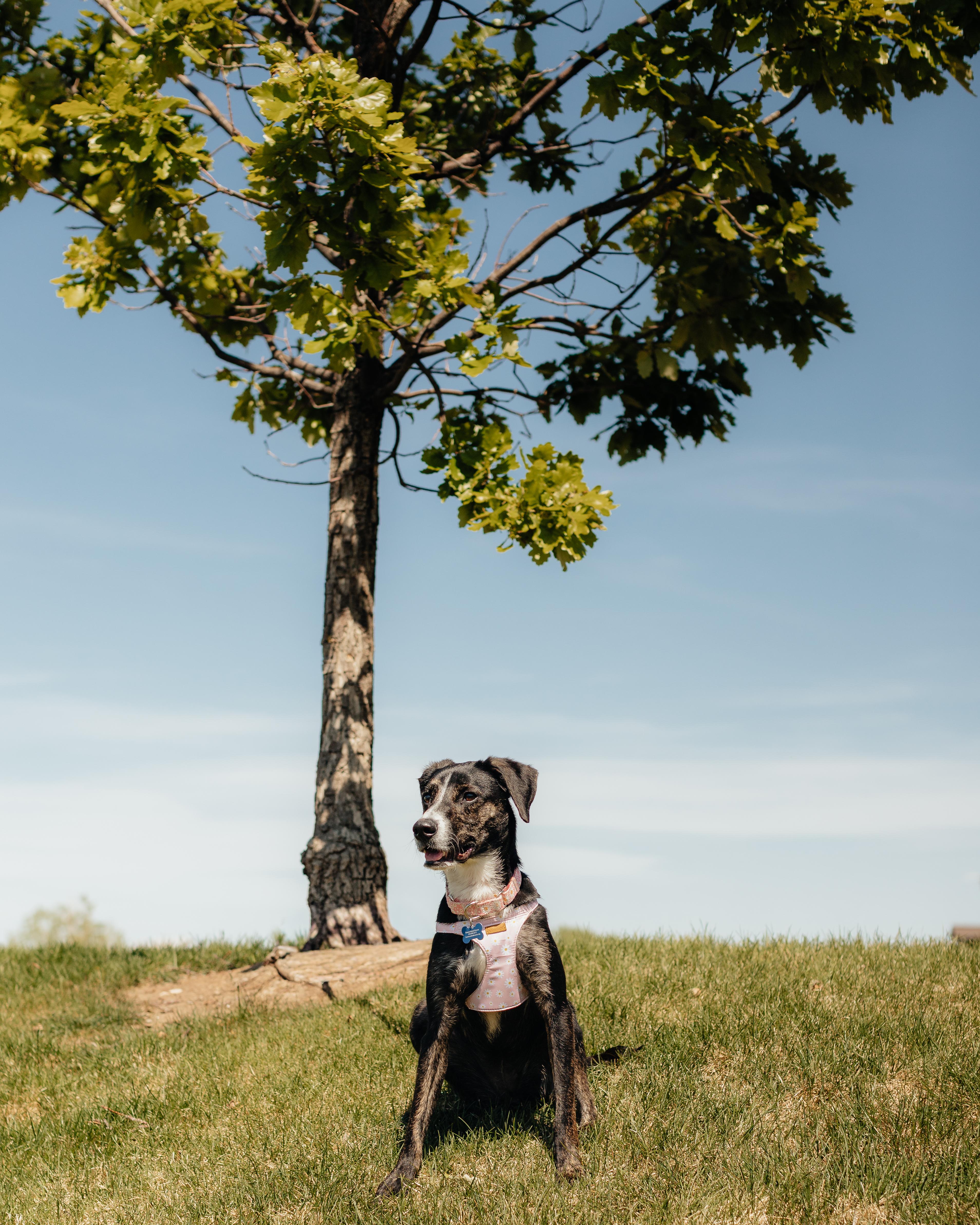 Enlarge Daisy Duke, a ADOPTABLE mixed breed in Fort Collins, CO image 2/6