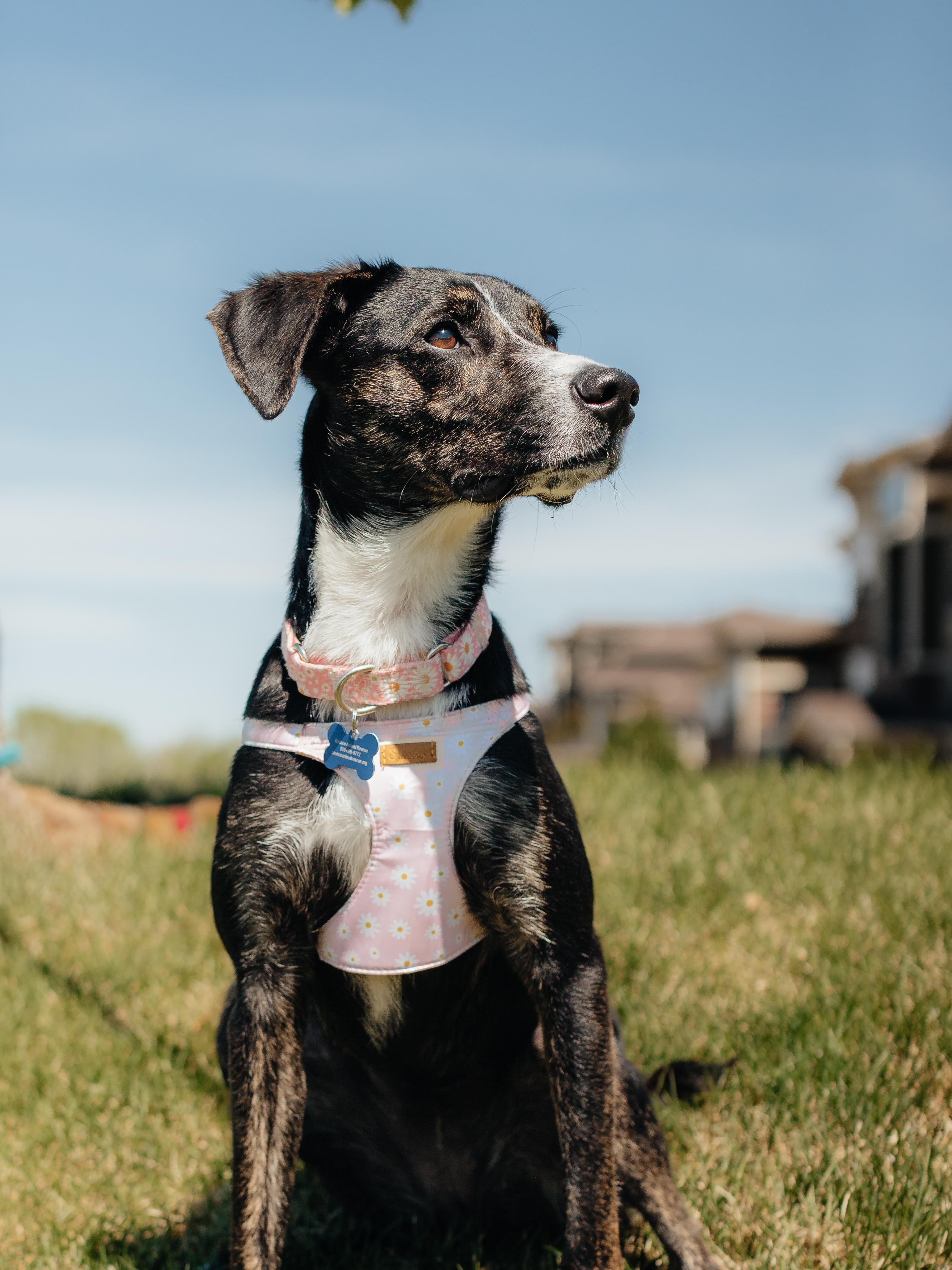 Enlarge Daisy Duke, a ADOPTABLE mixed breed in Fort Collins, CO image 4/6