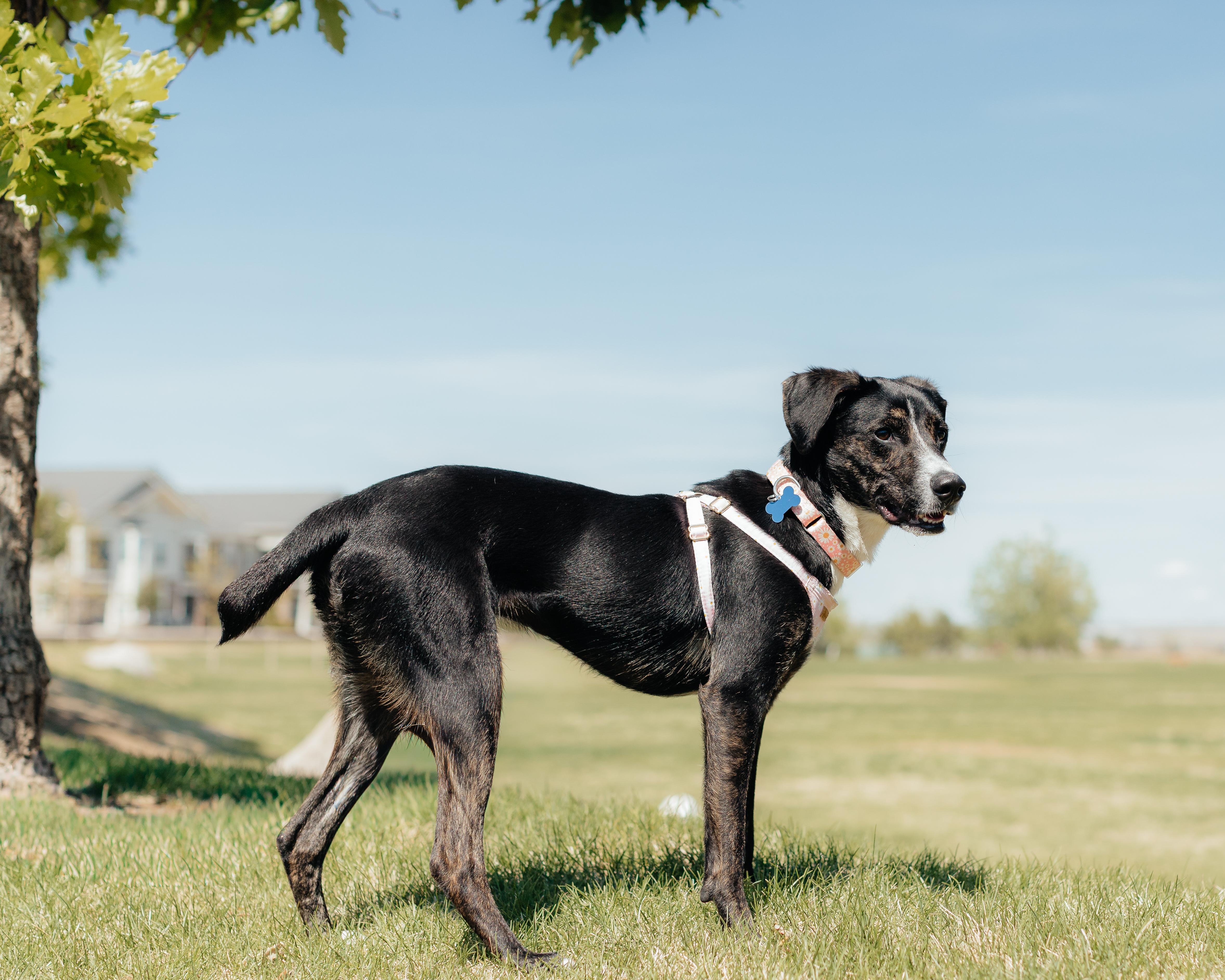 Enlarge Daisy Duke, a ADOPTABLE mixed breed in Fort Collins, CO image 6/6