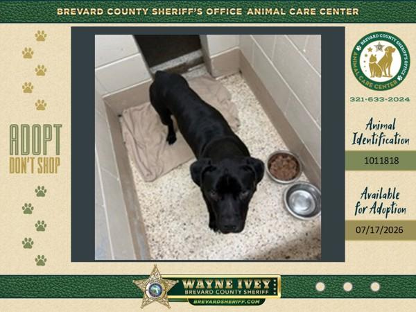 Enlarge Ferdinand, a Adoptable mixed breed in Melbourne, FL image 1/1