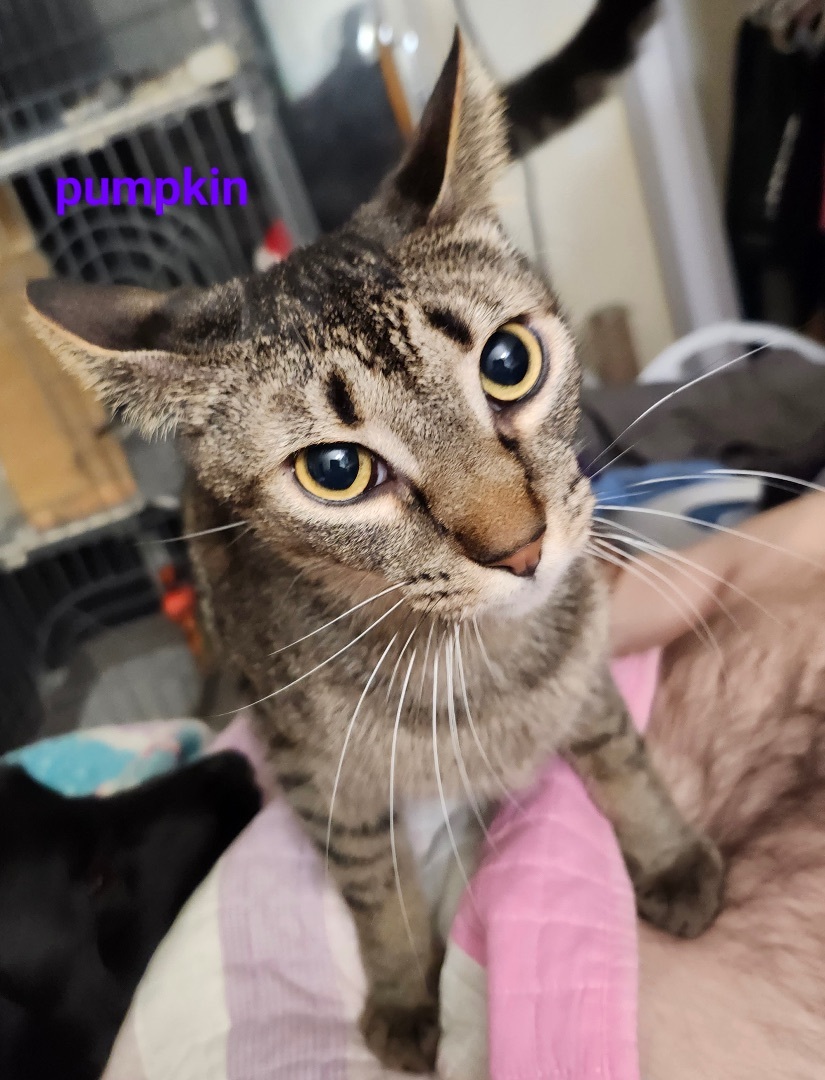 Pumpkin, a Adoptable Domestic Short Hair in Kenhorst, PA image 1/2