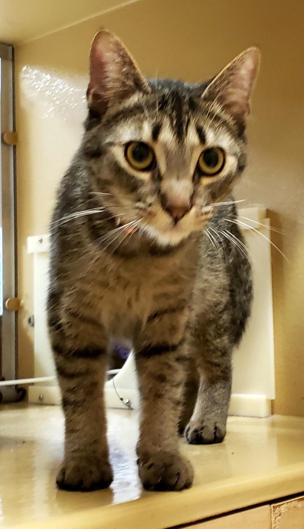 Pumpkin, a Adoptable Domestic Short Hair in Kenhorst, PA image 2/2