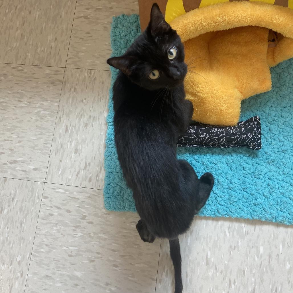 Proton, Adoptable, Adult Female Domestic Short Hair & Domestic Short Hair.