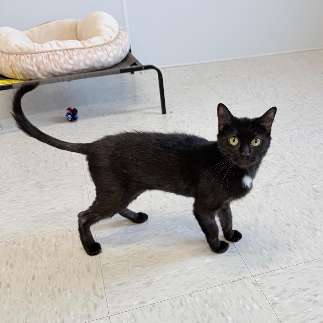 Enlarge Proton, a Adoptable mixed breed in Binghamton, NY image 3/4