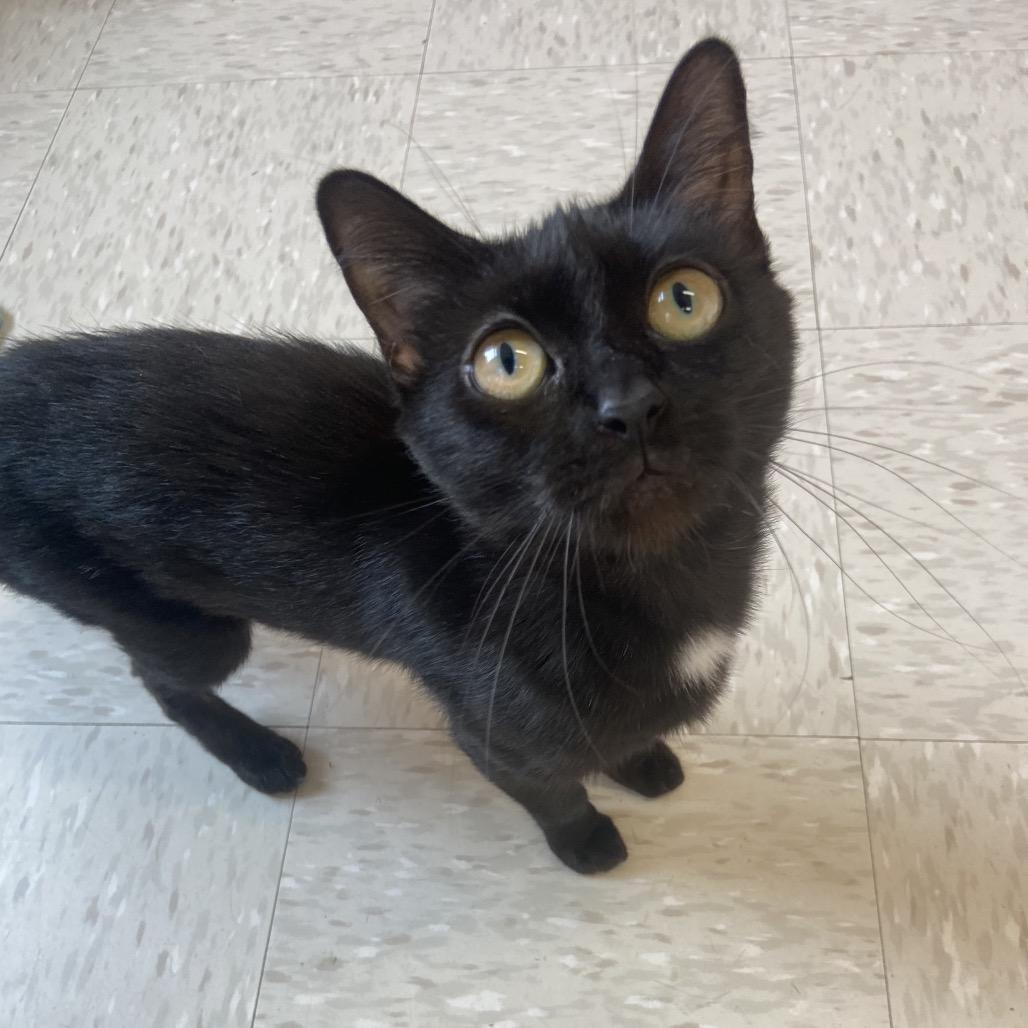 Enlarge Proton, a Adoptable mixed breed in Binghamton, NY image 4/4