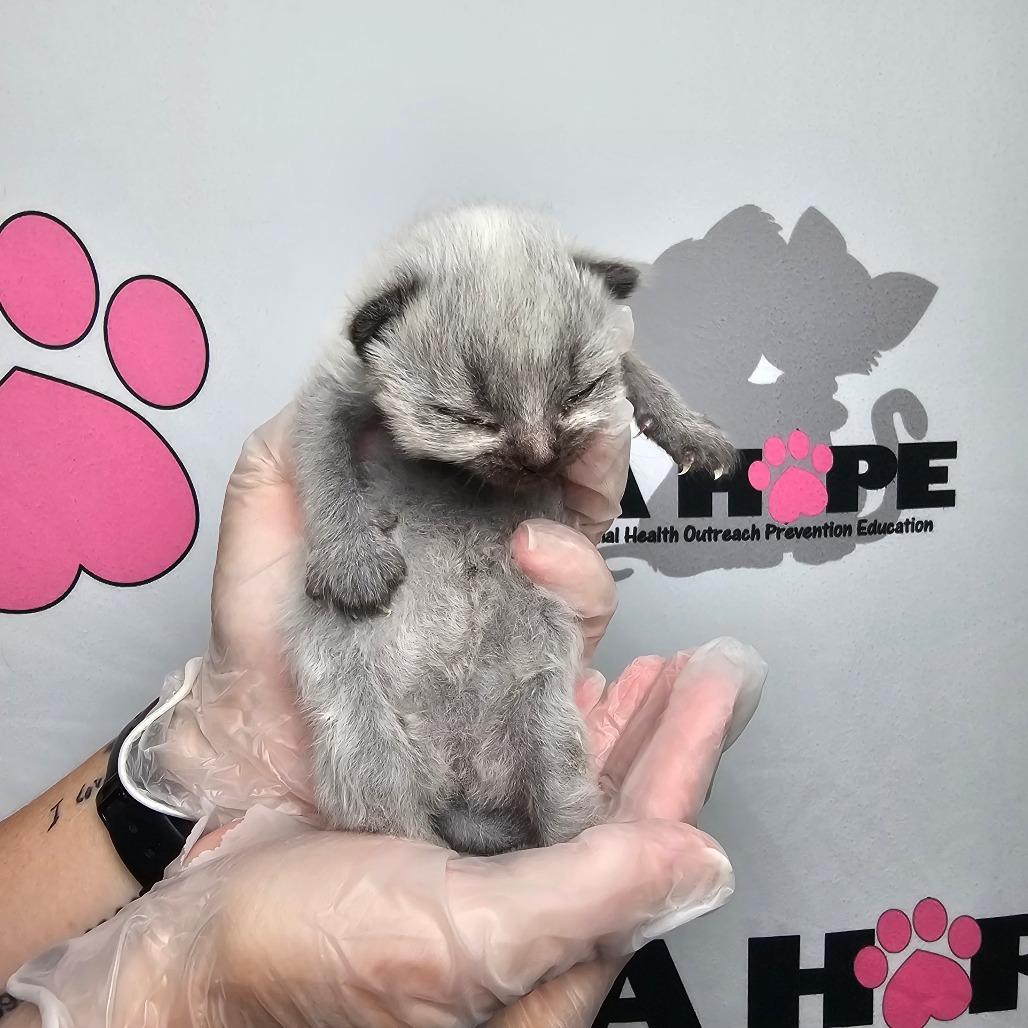 Lyca, Adoptable, Kitten Female American Shorthair & Domestic Short Hair.