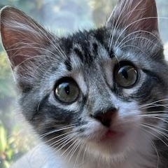 Roscoe, ADOPTABLE, Young Female Tabby.