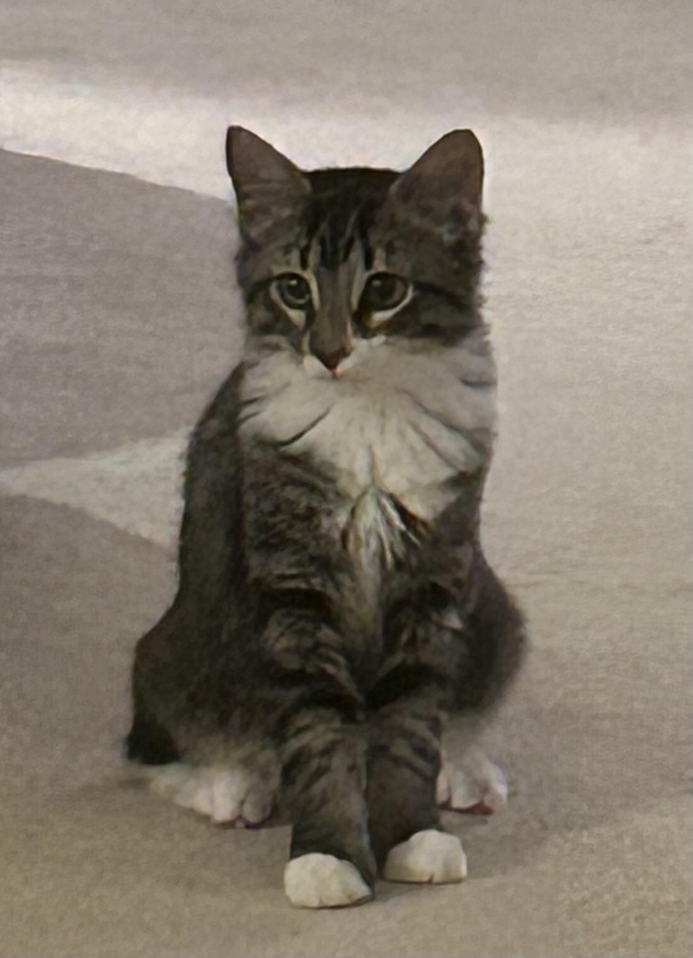 Roscoe, a ADOPTABLE Tabby in Duluth, GA image 2/6