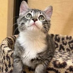 Roscoe, a ADOPTABLE Tabby in Duluth, GA image 3/6