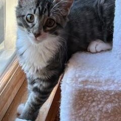 Roscoe, a ADOPTABLE Tabby in Duluth, GA image 4/6