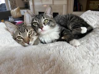 Roscoe, a ADOPTABLE Tabby in Duluth, GA image 5/6