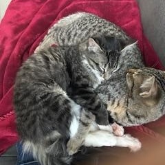 Roscoe, a ADOPTABLE Tabby in Duluth, GA image 6/6