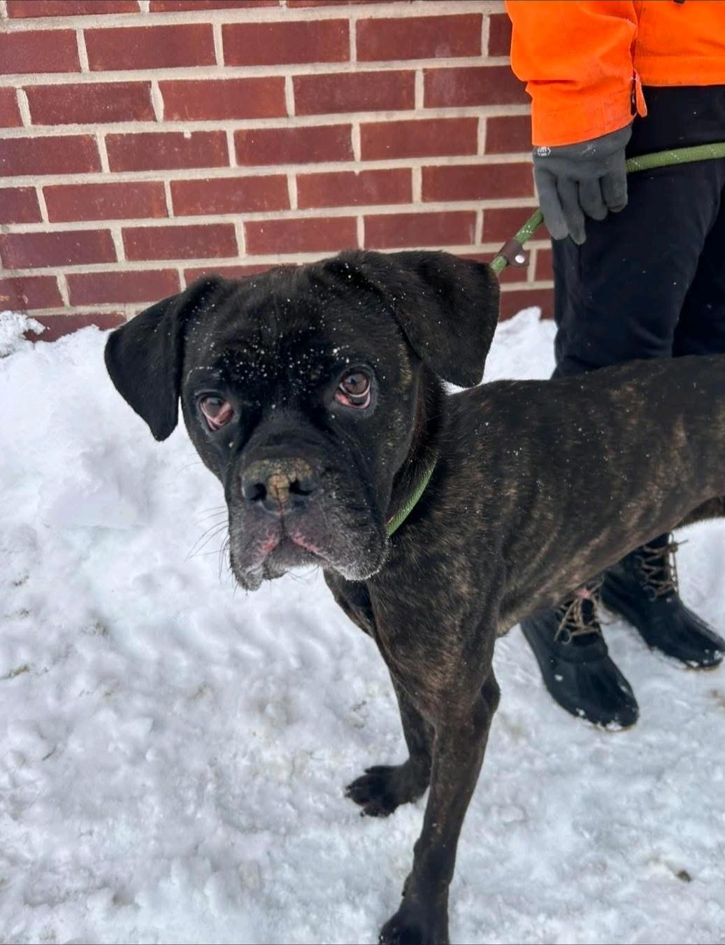Maeve-boxer/mastiff mix, a ADOPTABLE mixed breed in Hamburg, NY image 1/6