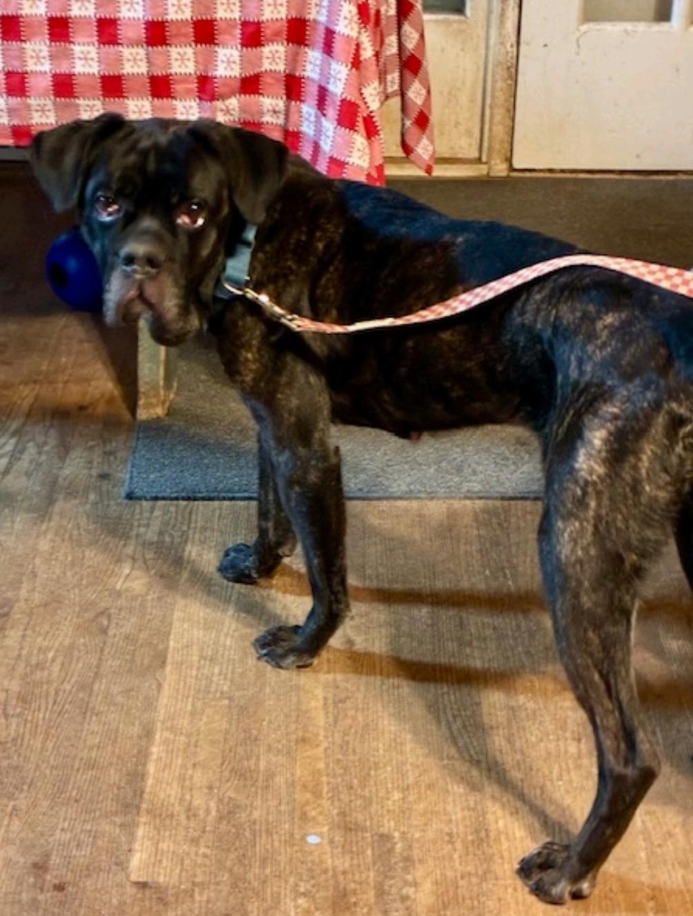 Maeve-boxer/mastiff mix, a ADOPTABLE mixed breed in Hamburg, NY image 2/6