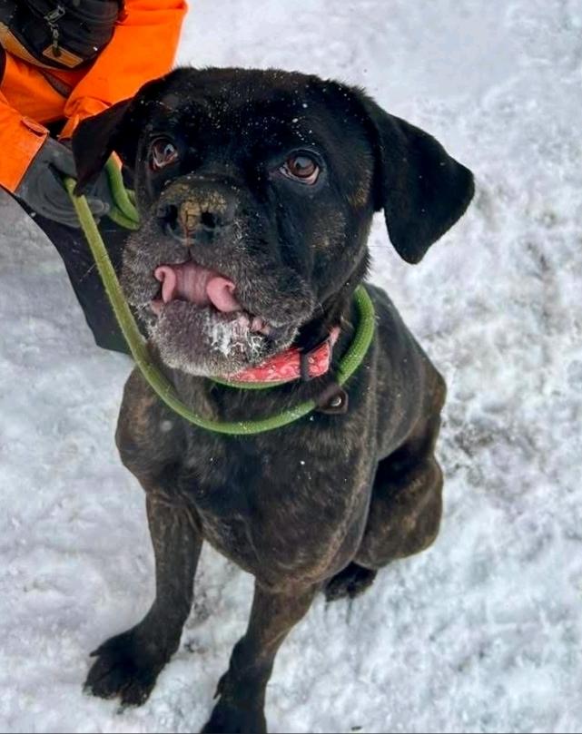 Maeve-boxer/mastiff mix, a ADOPTABLE mixed breed in Hamburg, NY image 4/6