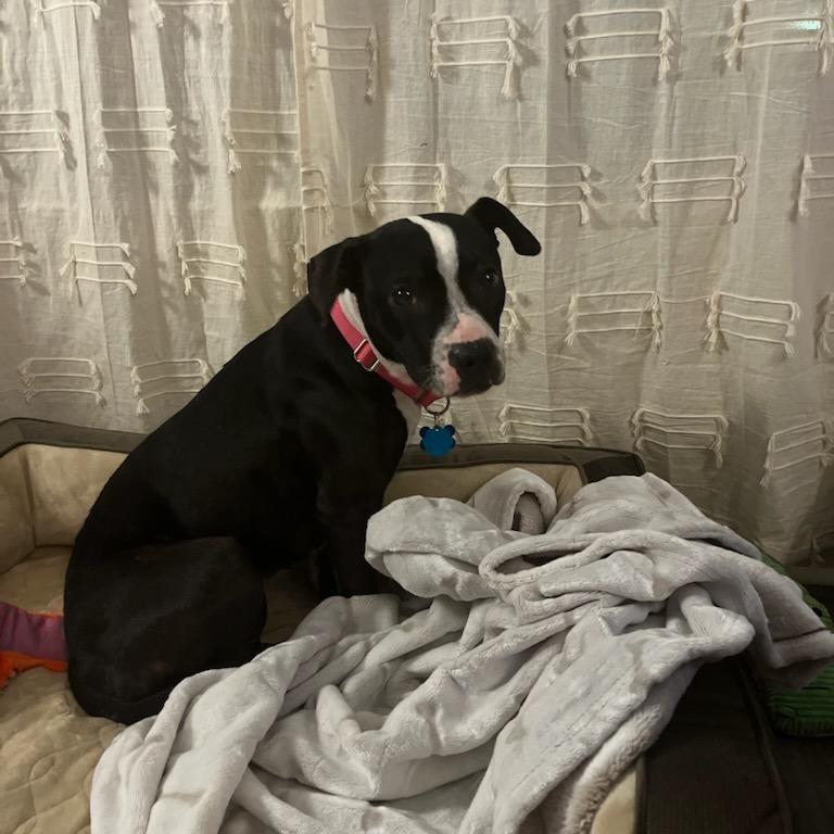 Indie, Adoptable, Young Female American Staffordshire Terrier.