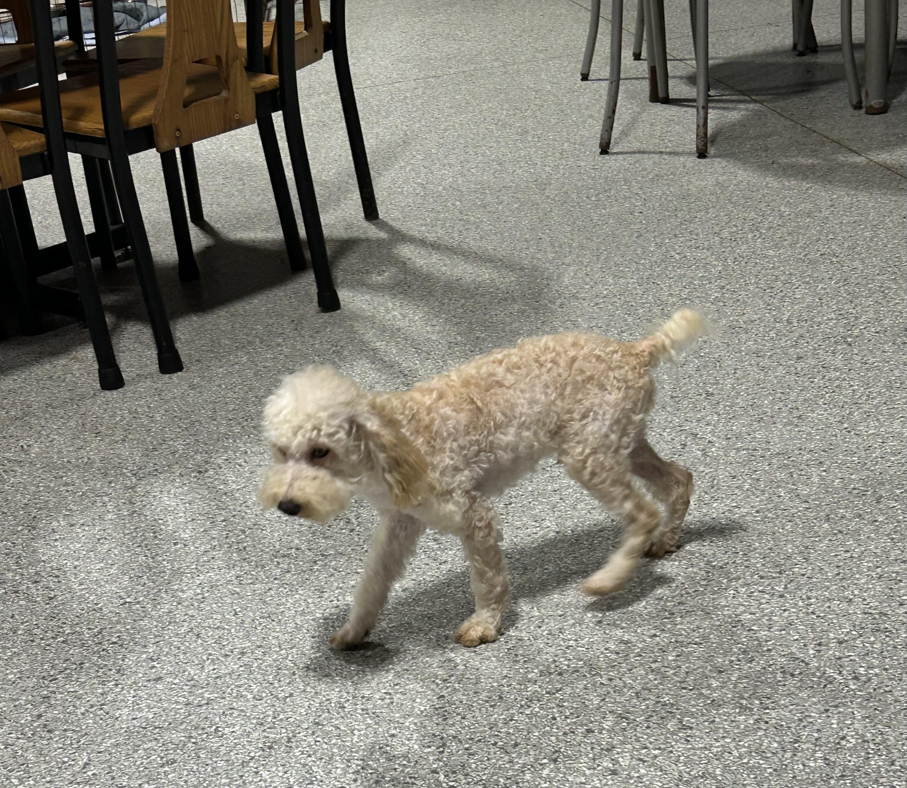 Enlarge Bo, a Adoptable Miniature Poodle in Antwerp, OH image 2/5