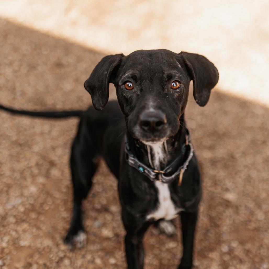 Jacob, Adoptable, Young Male Cattle Dog.