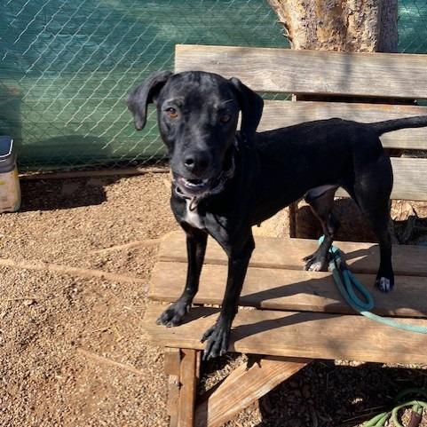 Enlarge Jacob, a Adoptable mixed breed in Duncan, OK image 2/5