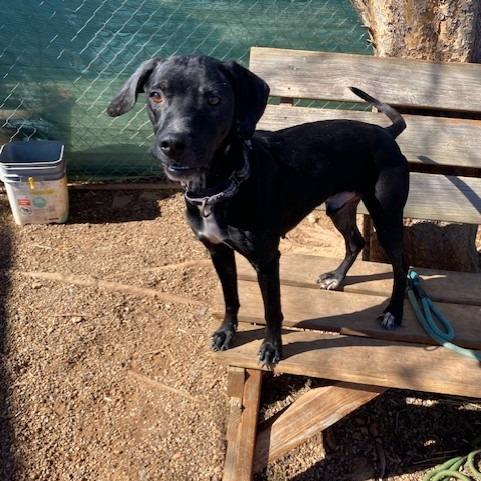 Enlarge Jacob, a Adoptable mixed breed in Duncan, OK image 3/5
