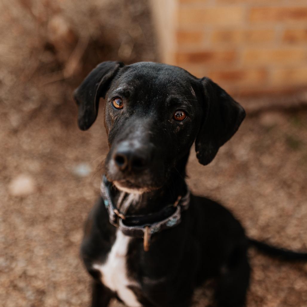 Enlarge Jacob, a Adoptable mixed breed in Duncan, OK image 4/5