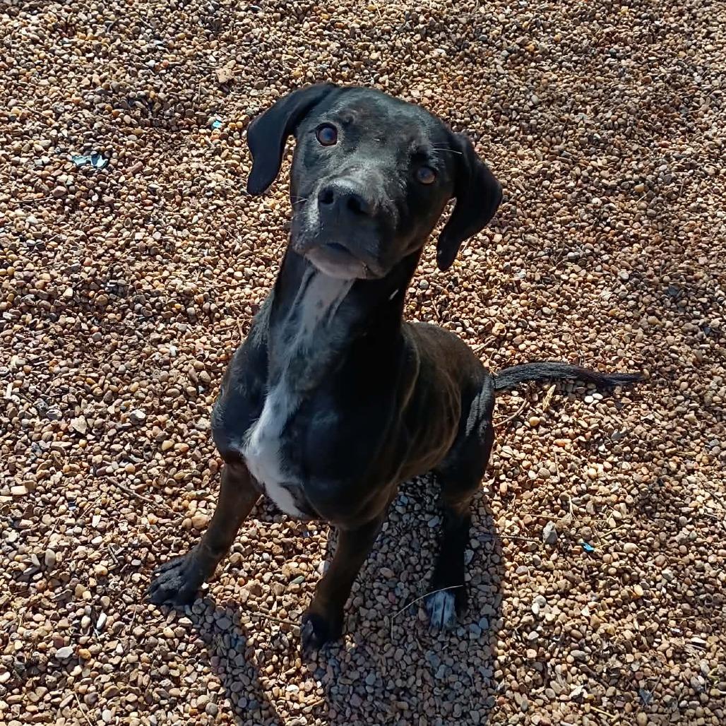 Enlarge Jacob, a Adoptable mixed breed in Duncan, OK image 5/5