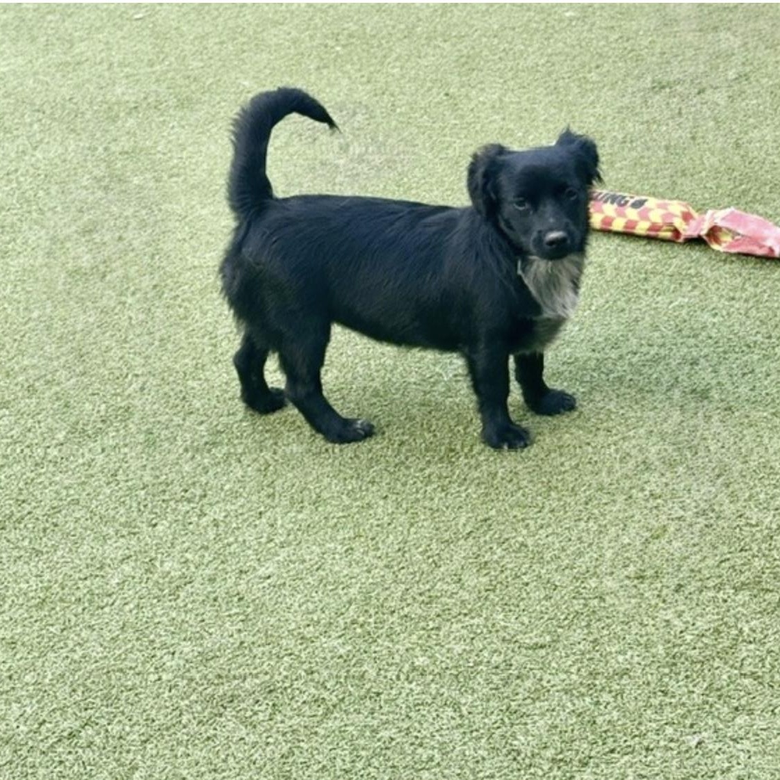 Enlarge Tootie, a Adoptable mixed breed in new haven, CT image 6/6
