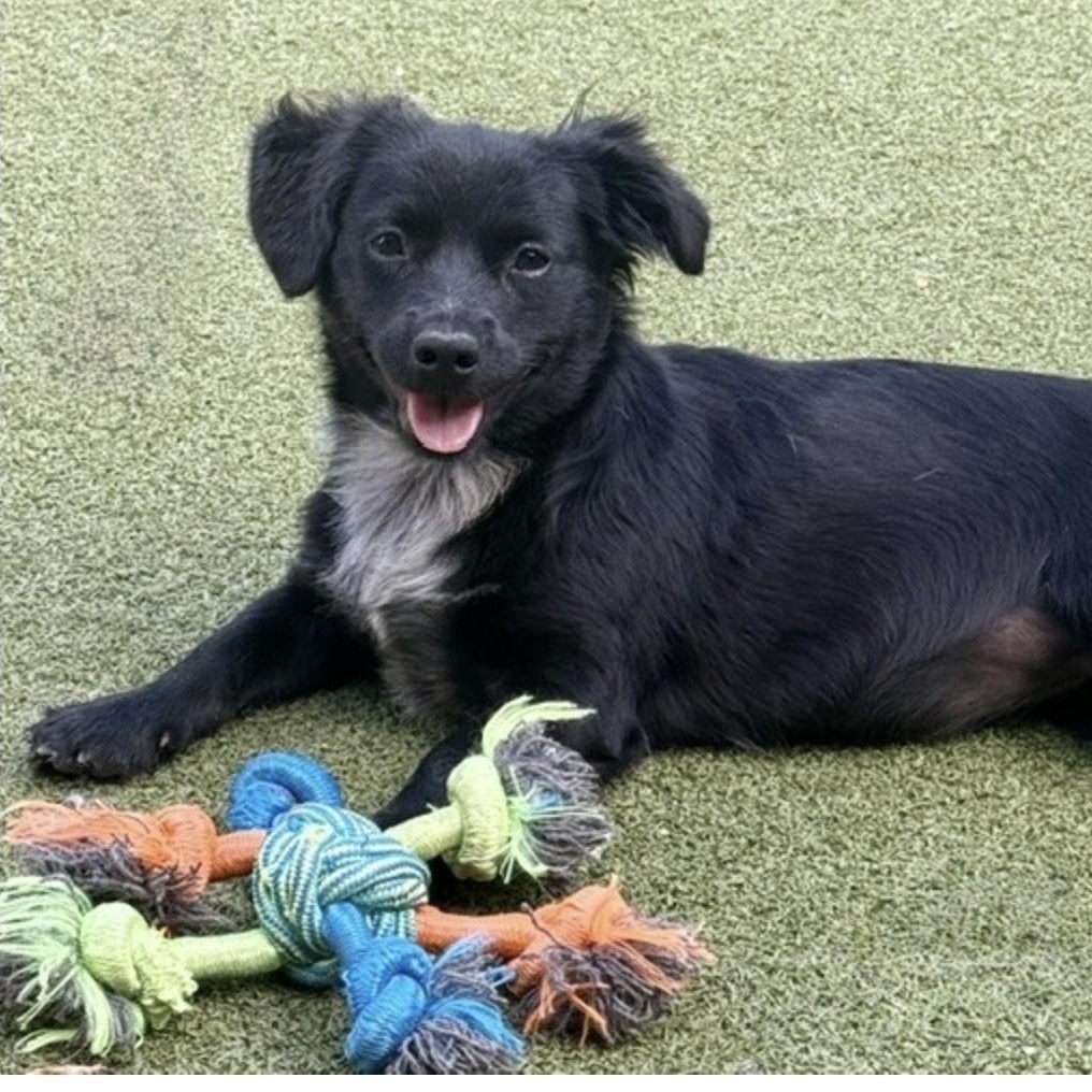 Enlarge Tootie, a Adoptable mixed breed in new haven, CT image 2/6