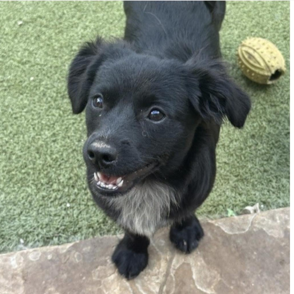 Enlarge Tootie, a Adoptable mixed breed in new haven, CT image 3/6