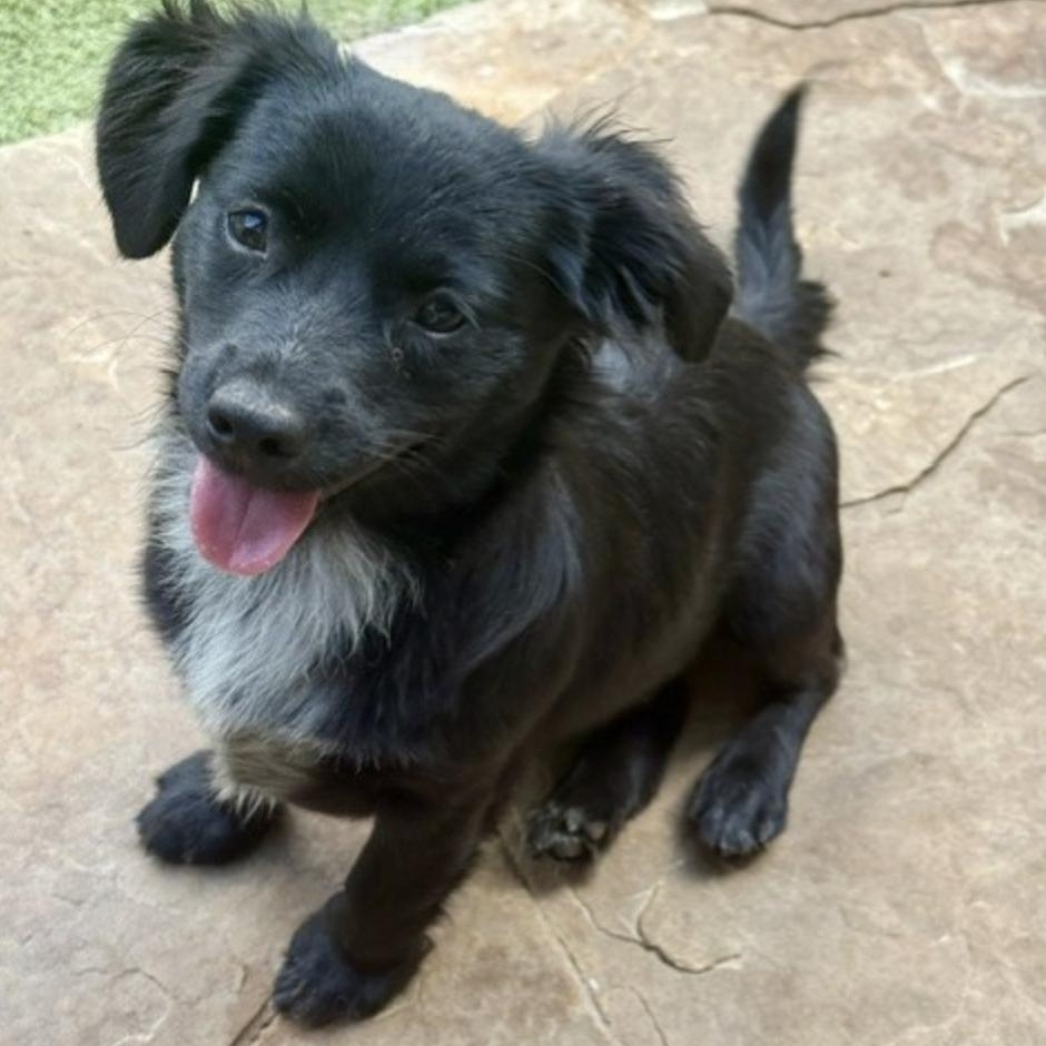 Enlarge Tootie, a Adoptable mixed breed in new haven, CT image 5/6