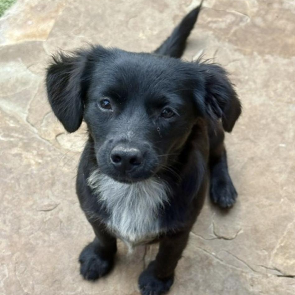 Enlarge Tootie, a Adoptable mixed breed in new haven, CT image 1/6