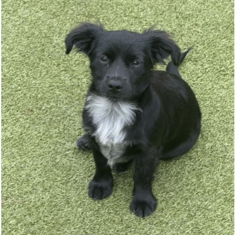 Enlarge Tootie, a Adoptable mixed breed in new haven, CT image 4/6