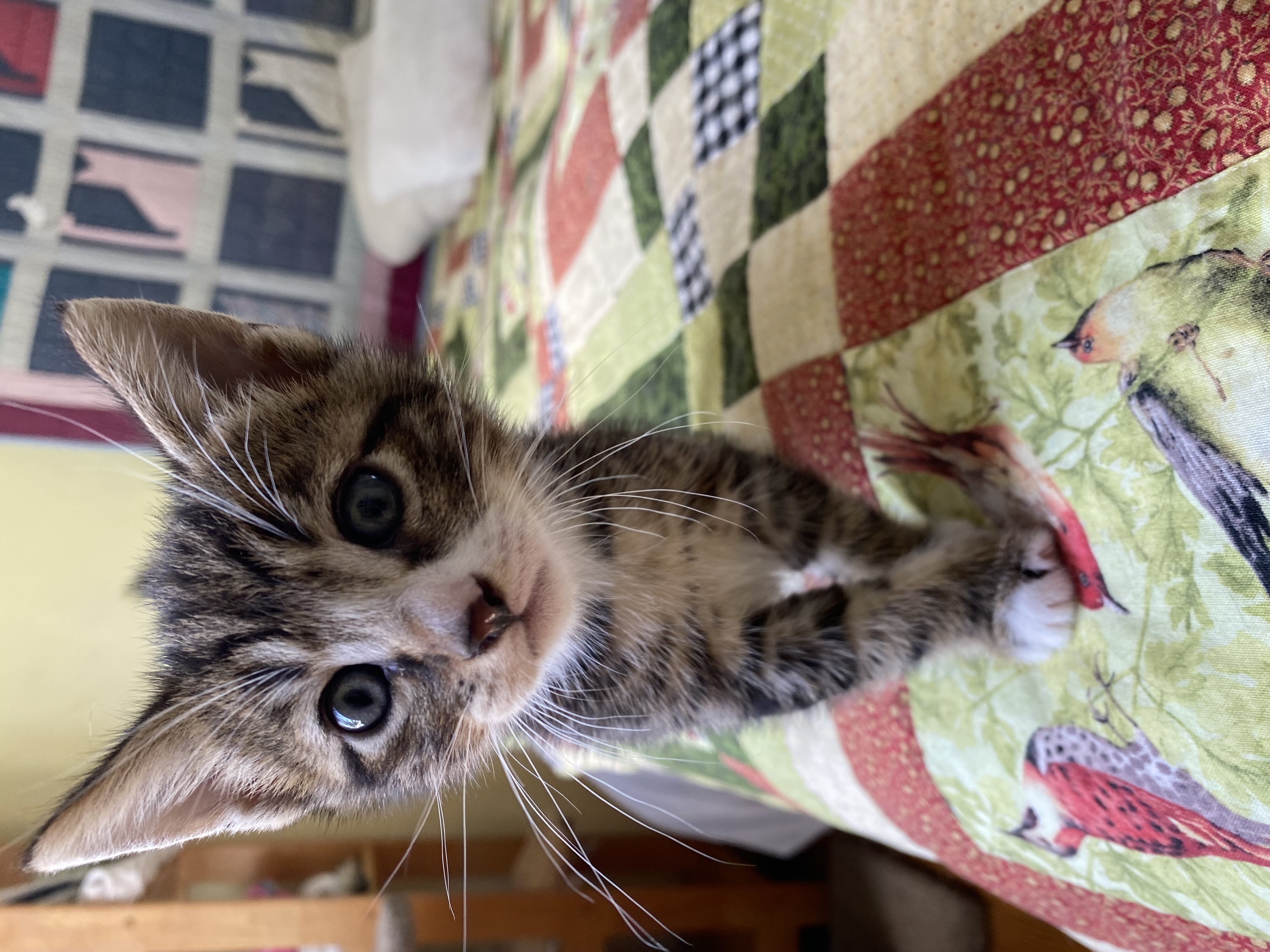 Bernie, Adopted, Kitten Male American Shorthair.