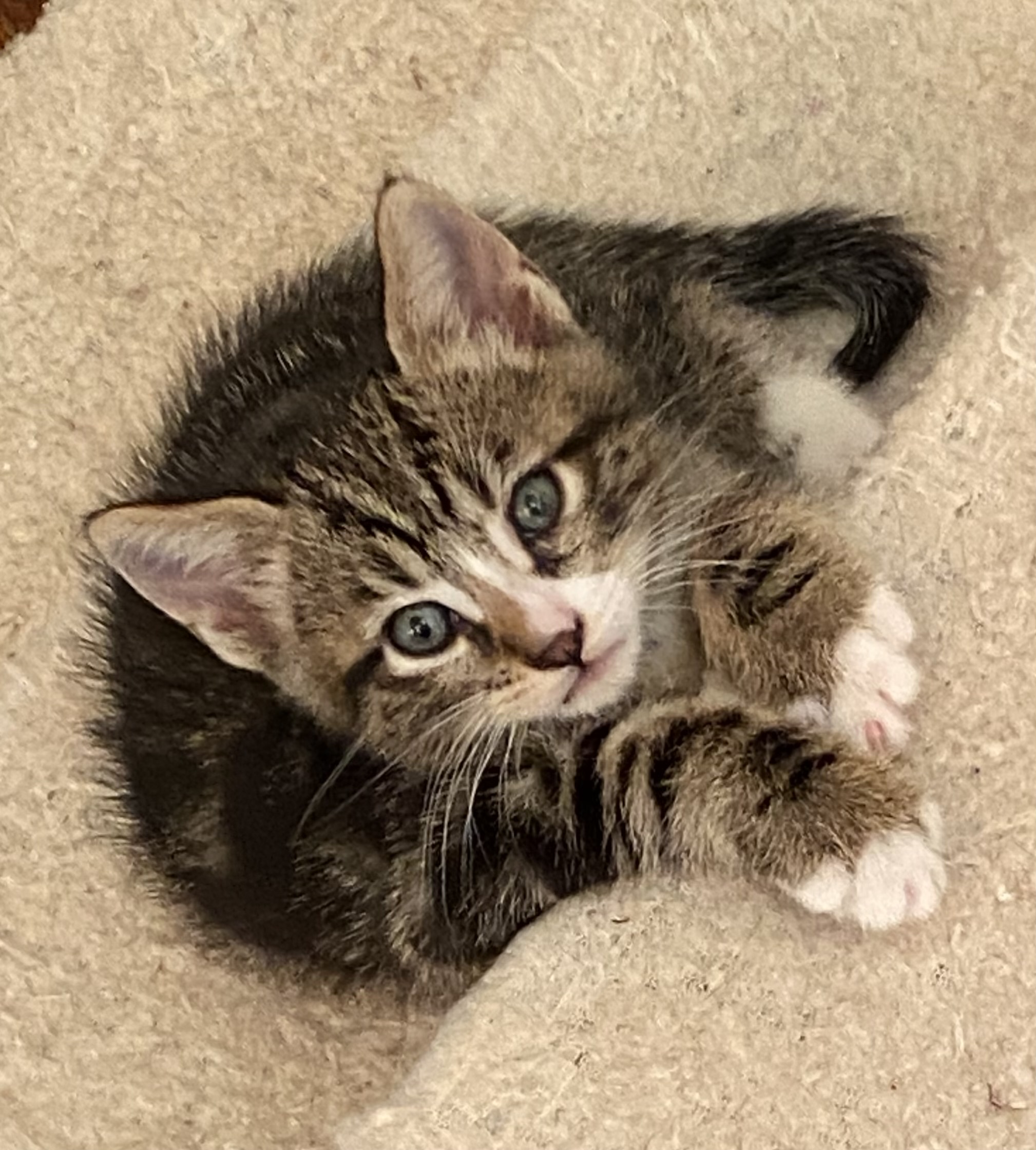 Enlarge Bernie, a Adopted American Shorthair in Richmond, CA image 2/4