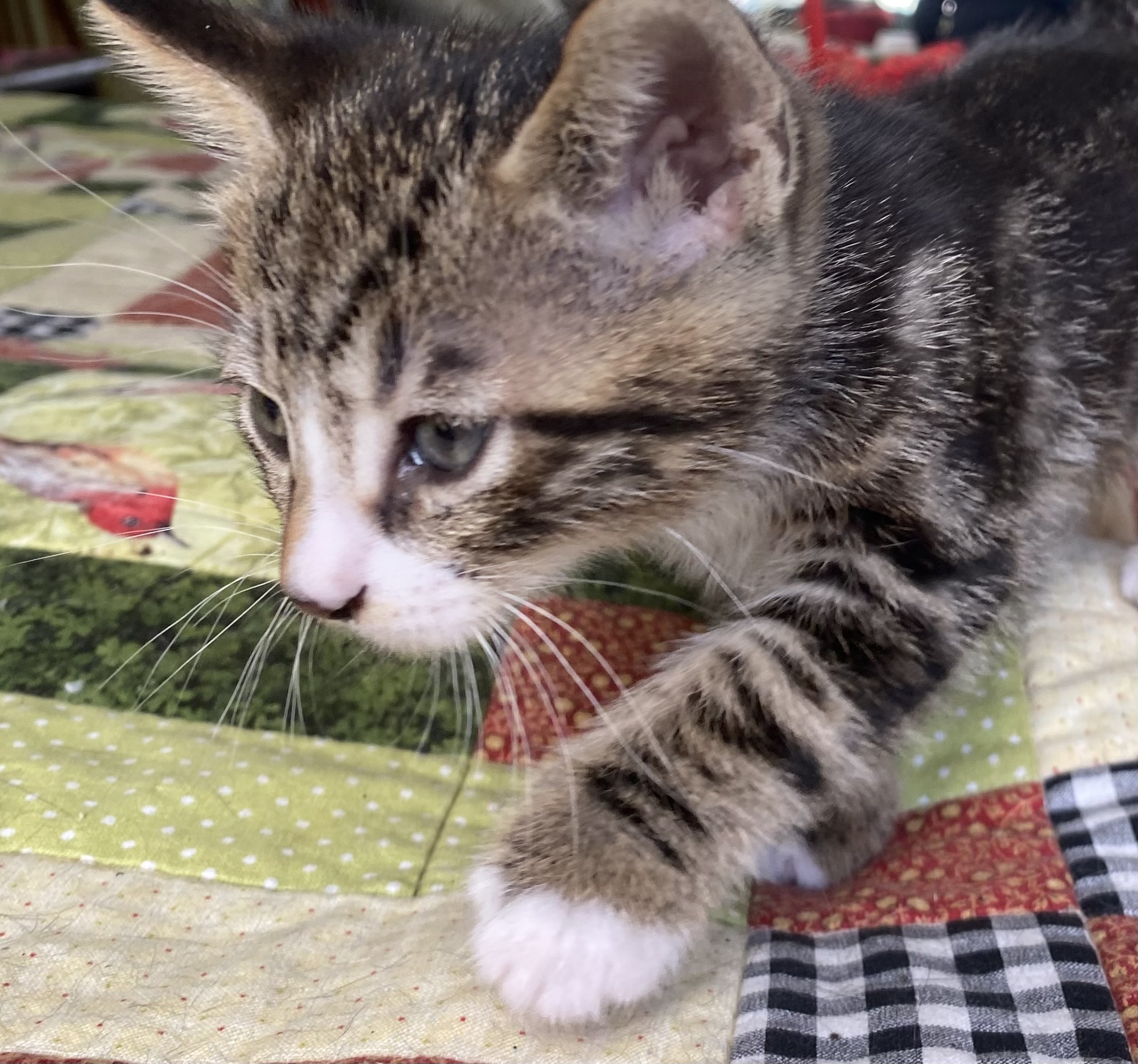 Enlarge Bernie, a Adopted American Shorthair in Richmond, CA image 3/4