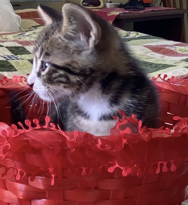 Enlarge Bernie, a Adopted American Shorthair in Richmond, CA image 4/4