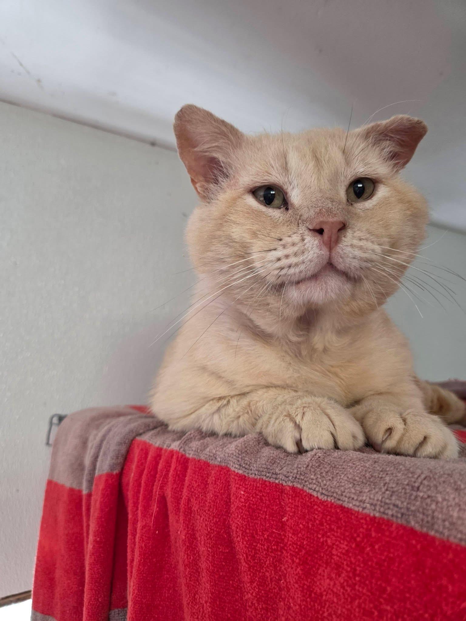 Womp, an adopted Domestic Short Hair in Columbia, MO image 2/3