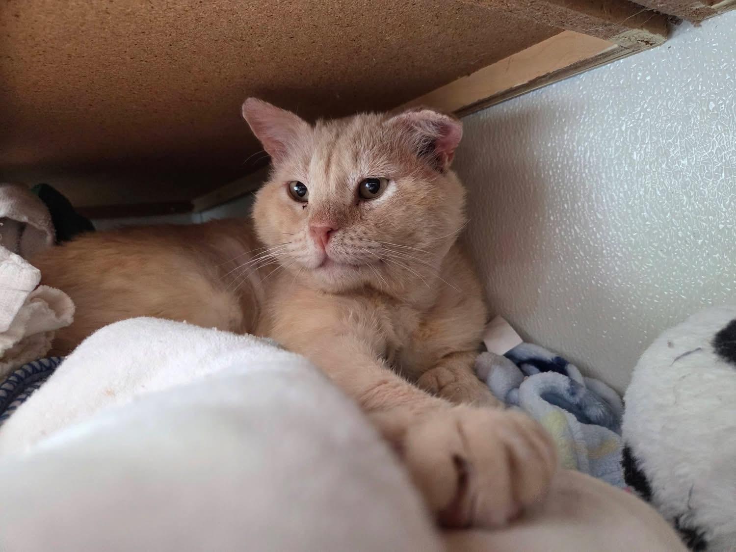 Womp, an adopted Domestic Short Hair in Columbia, MO image 1/3