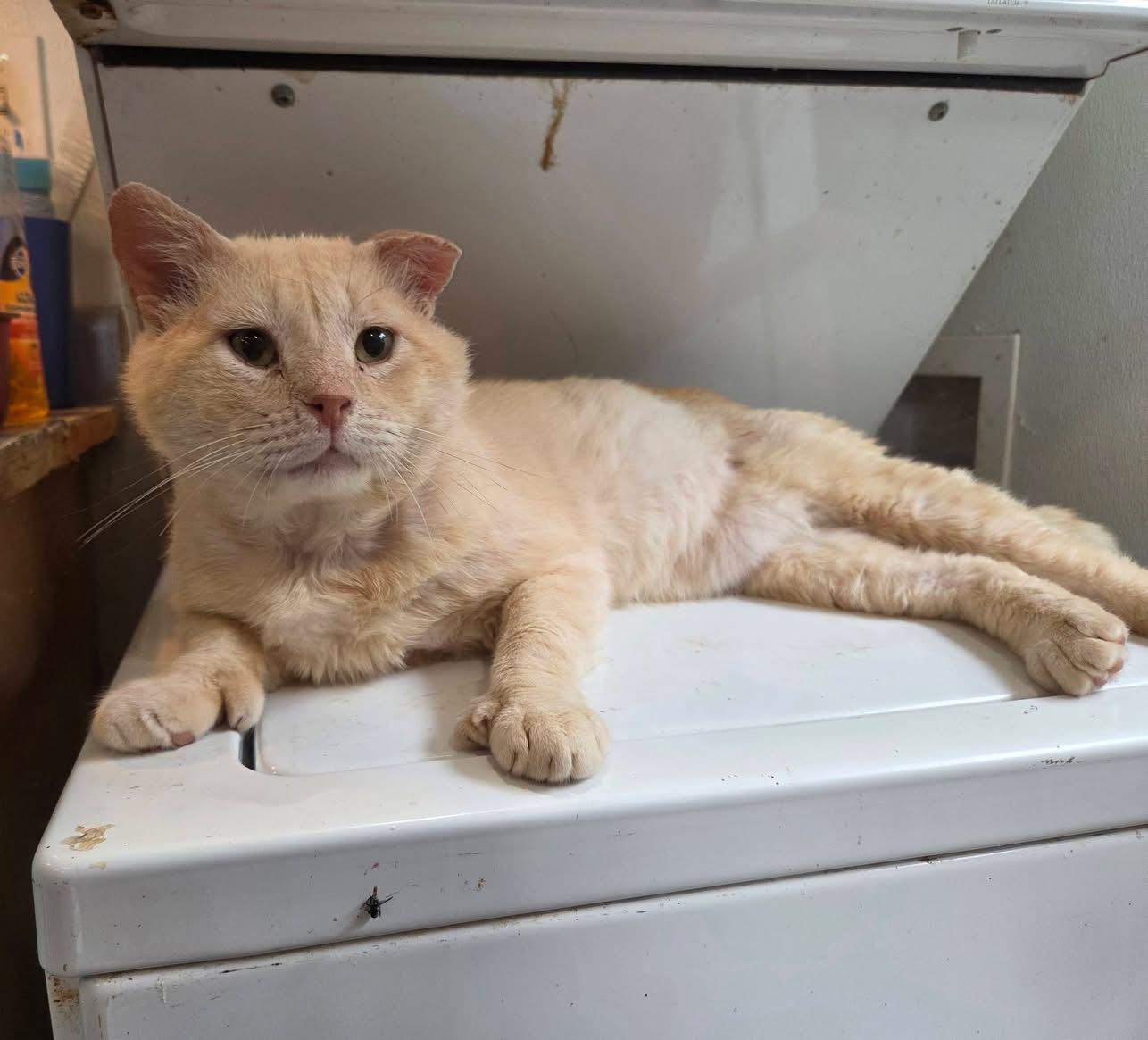 Womp, an adopted Domestic Short Hair in Columbia, MO image 3/3