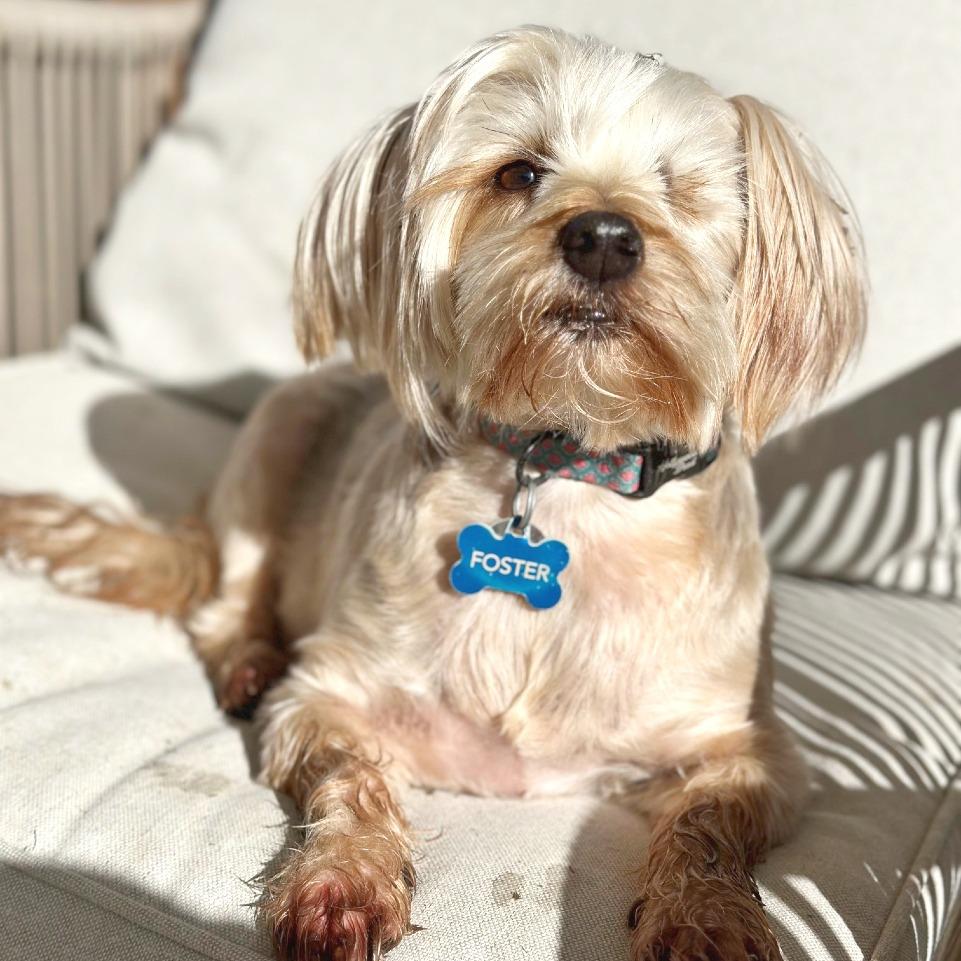 Izzy, Adoptable, Adult Female Lhasa Apso & Yorkshire Terrier.