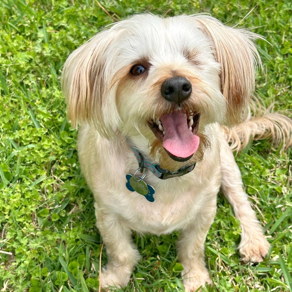 Enlarge Izzy, a Adoptable mixed breed in Flower Mound, TX image 6/6