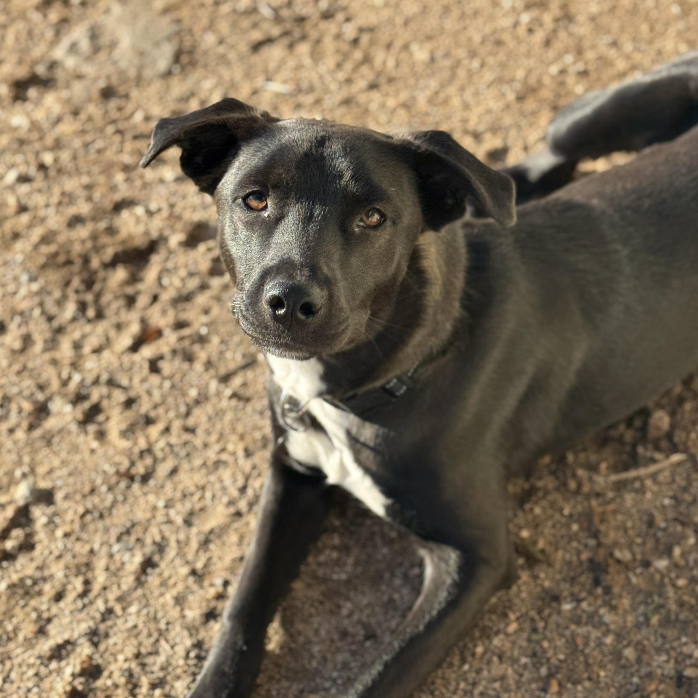 Enlarge Henry, a ADOPTABLE mixed breed in Goodyear, AZ image 1/5