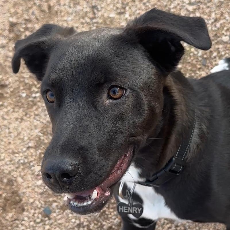 Enlarge Henry, a ADOPTABLE mixed breed in Goodyear, AZ image 2/5