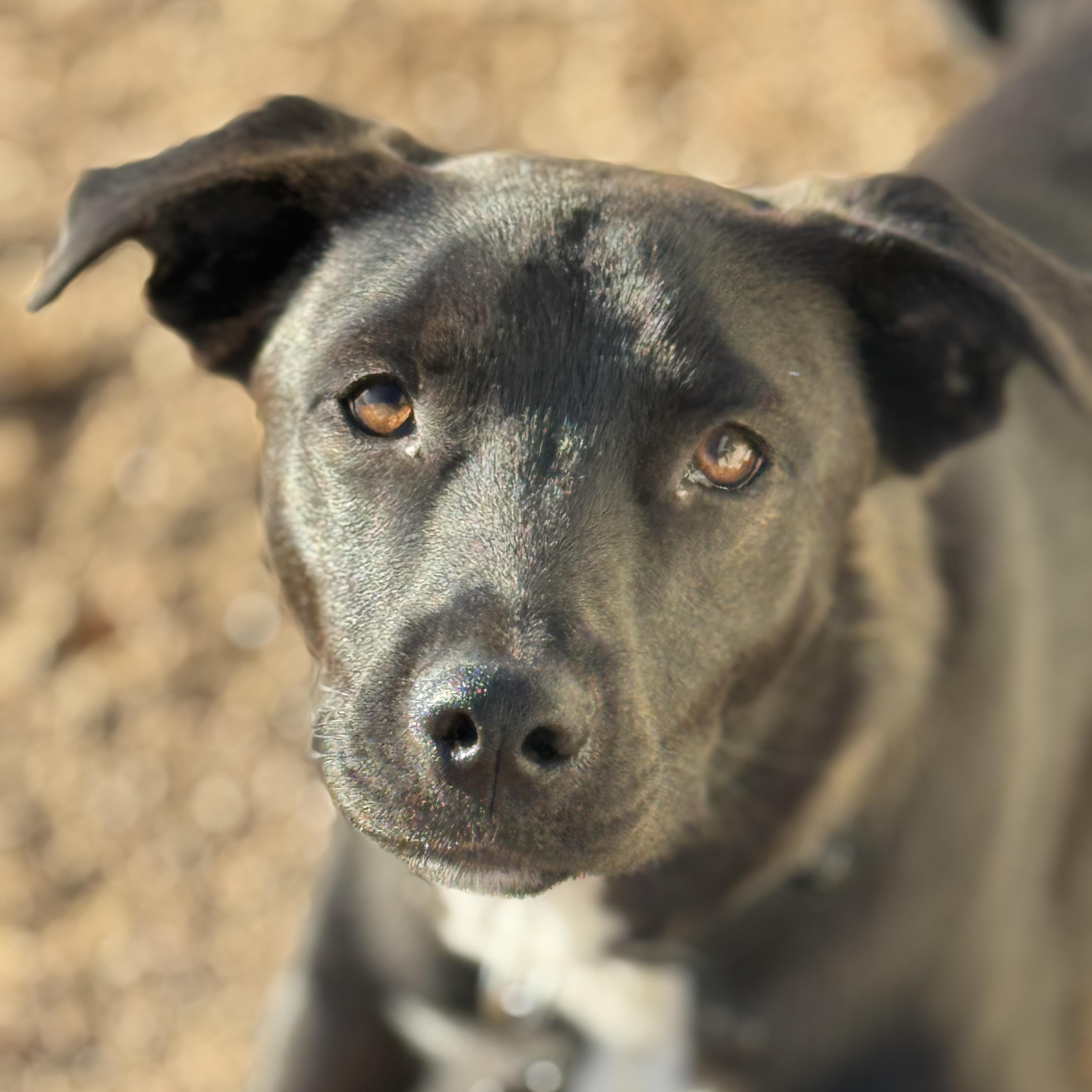 Enlarge Henry, a ADOPTABLE mixed breed in Goodyear, AZ image 3/5