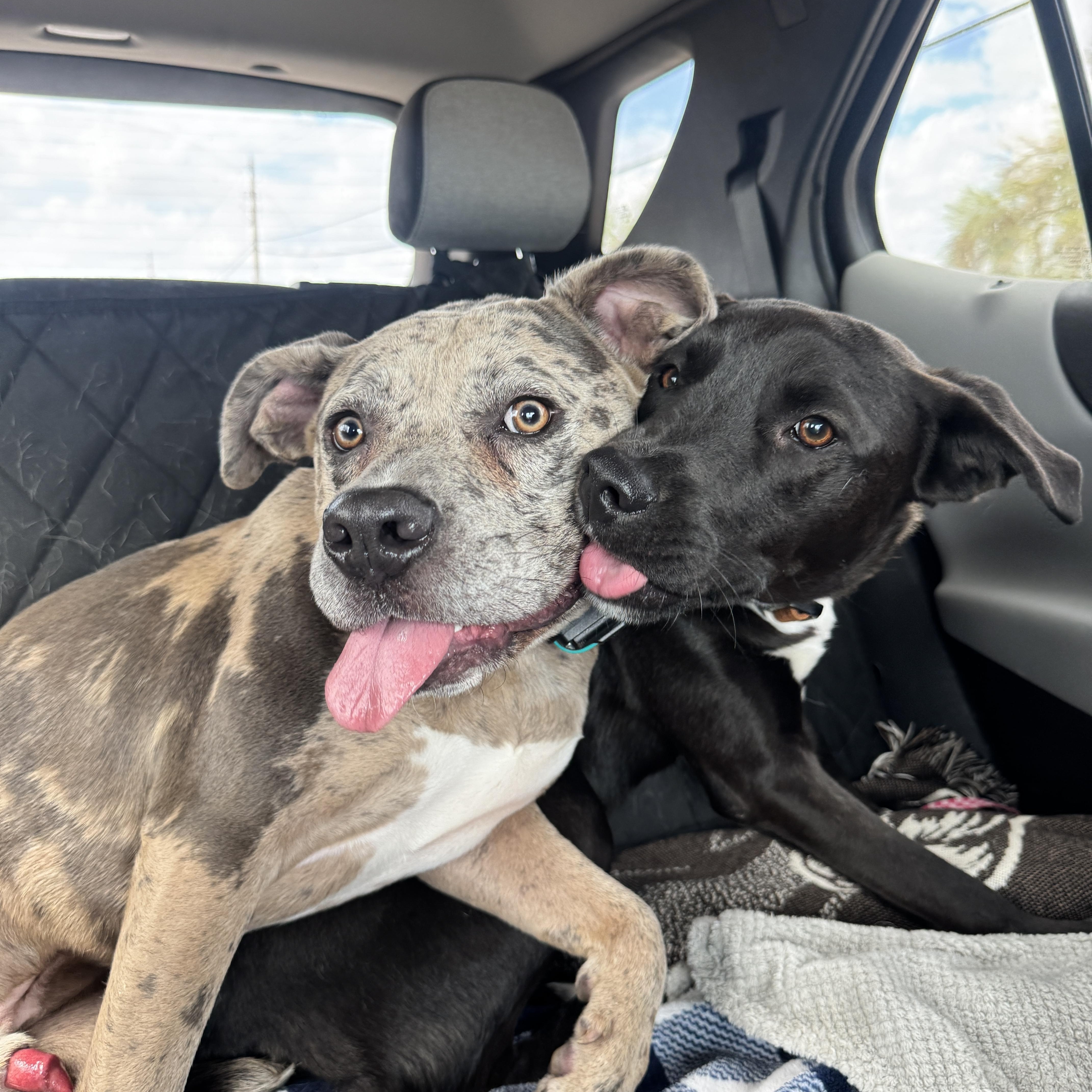 Enlarge Henry, a ADOPTABLE mixed breed in Goodyear, AZ image 4/5