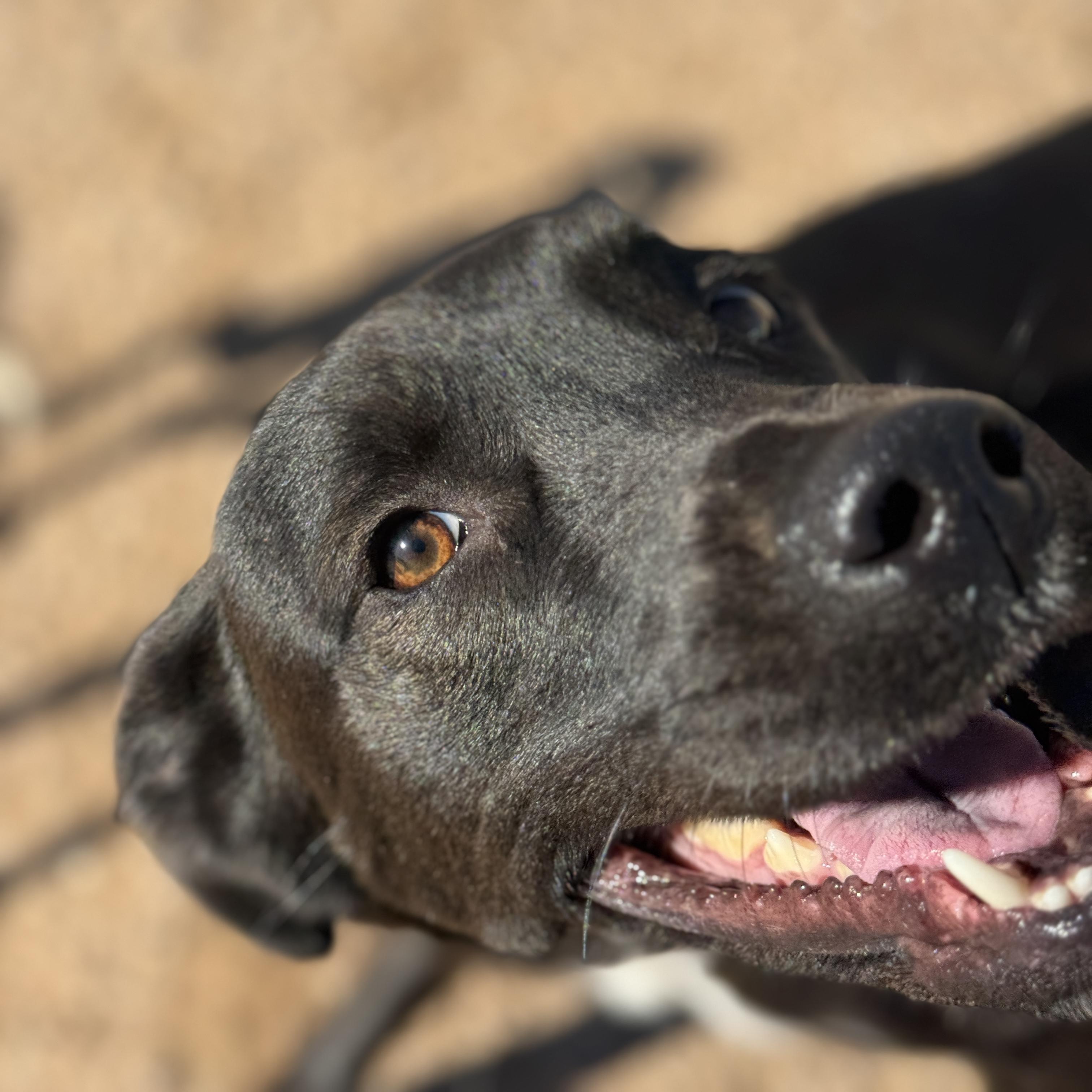 Enlarge Henry, a ADOPTABLE mixed breed in Goodyear, AZ image 5/5