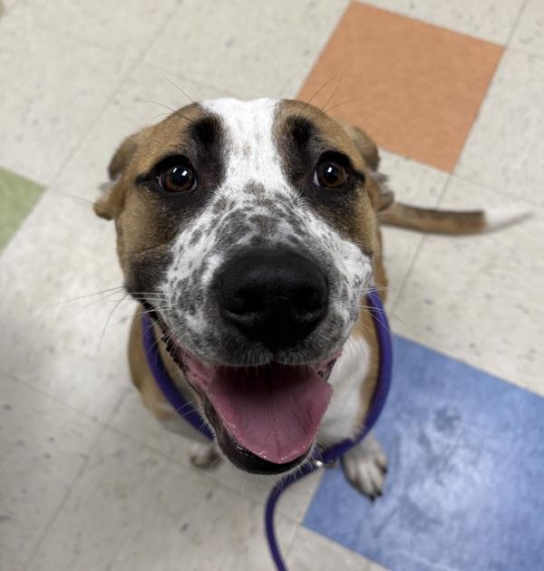 Tidbit, Adoptable, Young Female Border Collie & Pit Bull Terrier.