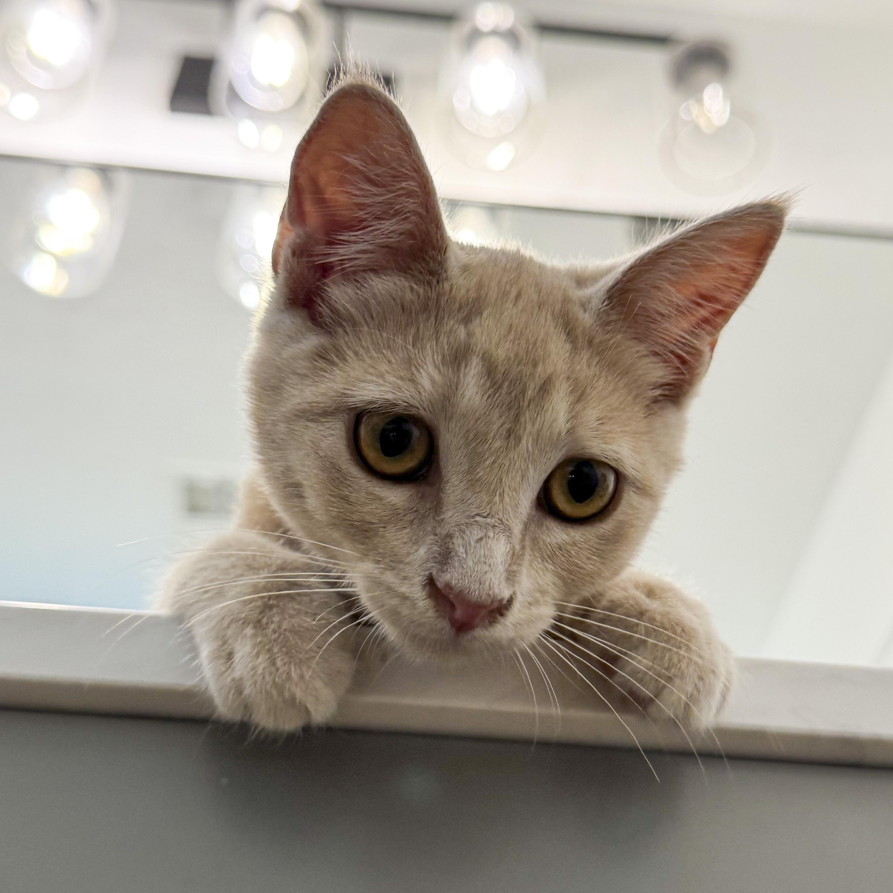 Sadie, a Adoptable mixed breed in Antioch, CA image 2/6